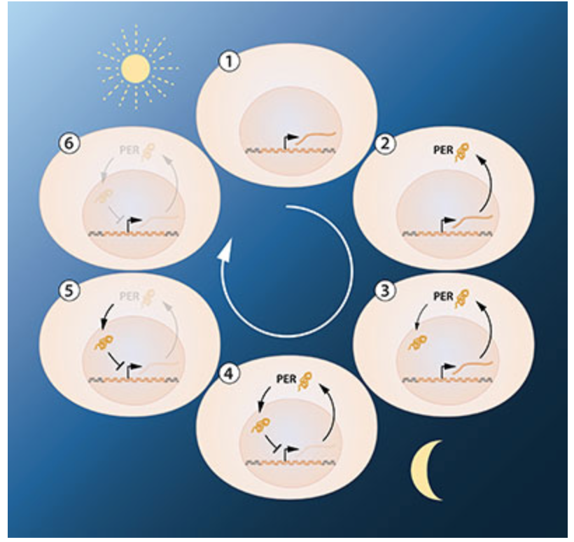 Screen Shot 2018-10-17 at 8.13.08 AM.png